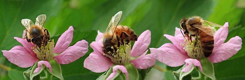 bees on pink flowers