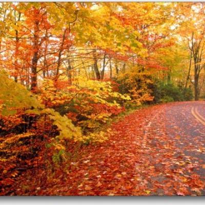 Road through trees