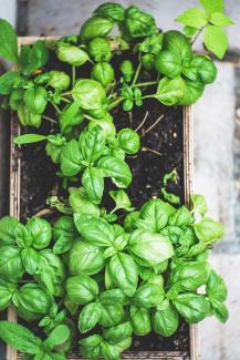 Basil growing in a container.