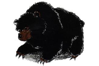 large bear
